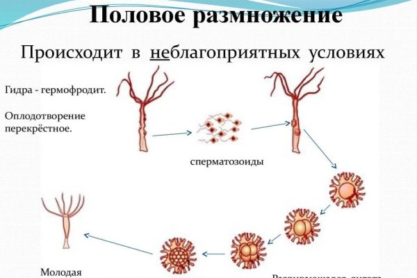 Как оформить оплату на блэкспрут через киви