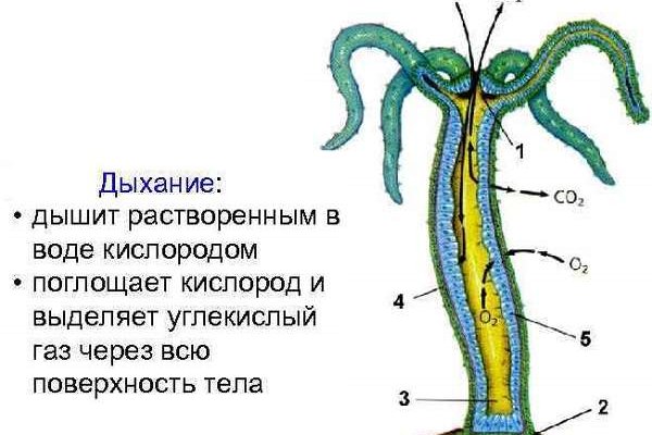 Рабочее зеркало BlackSprut для tor браузеров